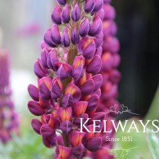 Lupinus 'Masterpiece' PBR Lupinus 'Masterpiece' PBR