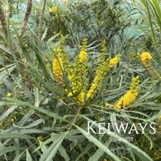 Mahonia eurybracteata subsp. ganpinensis 'Soft Caress' (3 litre pot) Mahonia eurybracteata subsp. ganpinensis 'Soft Caress' (3 litre pot)
