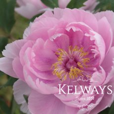 Paeonia x suffruticosa 'Akashigata' (S) Paeonia x suffruticosa 'Akashigata' (S)