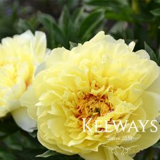 Paeonia 'Bartzella' Paeonia 'Bartzella'