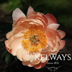 Paeonia 'Coral Charm' Paeonia 'Coral Charm'
