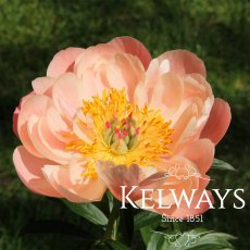 Paeonia 'Coral Charm' Paeonia 'Coral Charm'