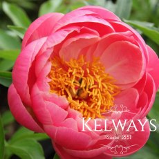 Paeonia 'Coral Sunset' Paeonia 'Coral Sunset'