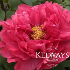 Paeonia x suffruticosa 'Duchess of Kent' (S) Paeonia x suffruticosa 'Duchess of Kent' (S)