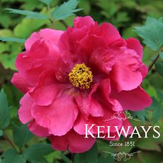 Paeonia x suffruticosa 'Duchess of Kent' (S) Paeonia x suffruticosa 'Duchess of Kent' (S)