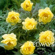 Paeonia x lemoinei 'High Noon' (S) Paeonia x lemoinei 'High Noon' (S)