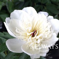 Paeonia 'Immaculee' Paeonia 'Immaculee'