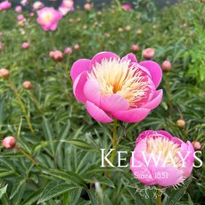 Paeonia 'Bowl of Beauty' Paeonia 'Bowl of Beauty'