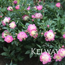 Paeonia 'Bowl of Beauty' Paeonia 'Bowl of Beauty'