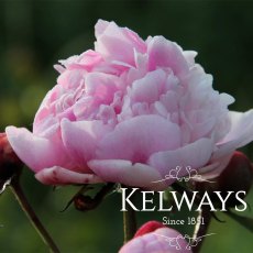 Paeonia 'Dinner Plate' Paeonia 'Dinner Plate'