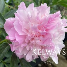 Paeonia 'Dinner Plate' Paeonia 'Dinner Plate'