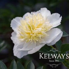 Paeonia 'Honey Gold' Paeonia 'Honey Gold'