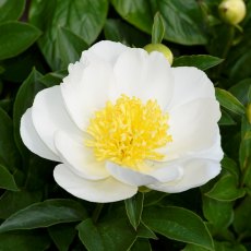 Paeonia 'Jan Van Leeuwen'