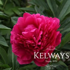 Paeonia 'Kansas' Paeonia 'Kansas'