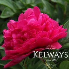 Paeonia 'Kansas' Paeonia 'Kansas'