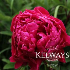 Paeonia 'Karl Rosenfield' Paeonia 'Karl Rosenfield'