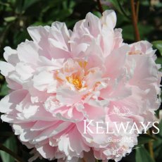 Paeonia lactiflora 'Lady Alexandra Duff' Paeonia lactiflora 'Lady Alexandra Duff'