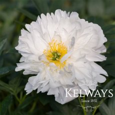 Paeonia 'Miss America' Paeonia 'Miss America'