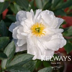Paeonia 'Miss America' Paeonia 'Miss America'