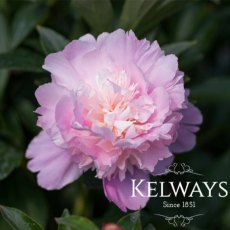 Paeonia 'Monsieur Jules Elie' Paeonia 'Monsieur Jules Elie'