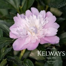 Paeonia 'Monsieur Jules Elie' Paeonia 'Monsieur Jules Elie'