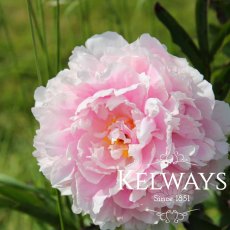 Paeonia 'Sarah Bernhardt' Paeonia 'Sarah Bernhardt'