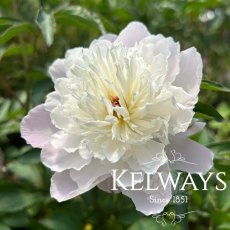 Paeonia 'Shirley Temple'