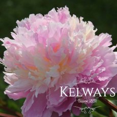 Paeonia 'Sorbet' Paeonia 'Sorbet'