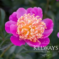 Paeonia 'Tom Eckhardt' Paeonia 'Tom Eckhardt'