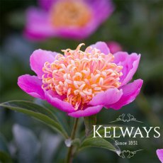 Paeonia 'Tom Eckhardt' Paeonia 'Tom Eckhardt'