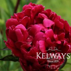 Paeonia 'Many Happy Returns' Paeonia 'Many Happy Returns'