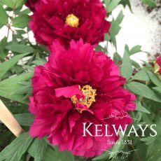 Paeonia x suffruticosa 'Rimpo' (S) Paeonia x suffruticosa 'Rimpo' (S)