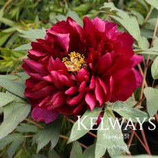 Paeonia x suffruticosa 'Rimpo' (S) Paeonia x suffruticosa 'Rimpo' (S)