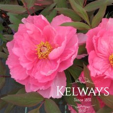Paeonia x suffruticosa 'Yachiyo-tsubaki' (S) Paeonia x suffruticosa 'Yachiyo-tsubaki' (S)