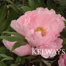 Paeonia x suffruticosa 'Yachiyo-tsubaki' (S) Paeonia x suffruticosa 'Yachiyo-tsubaki' (S)