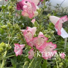 Penstemon Flamingo Penstemon Flamingo