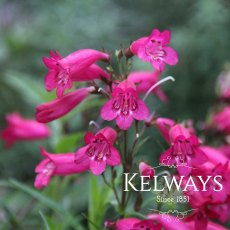 Penstemon 'Andenken an Friedrich Hahn' (9cm pot) Penstemon 'Andenken an Friedrich Hahn' (9cm pot)