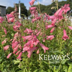 Penstemon 'Hewell Pink Bedder' Penstemon 'Hewell Pink Bedder'