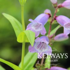 Penstemon 'Sour Grapes' (9cm pot) Penstemon 'Sour Grapes' (9cm pot)