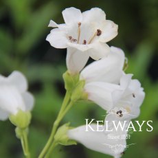 Penstemon 'White Bedder' Penstemon 'White Bedder'