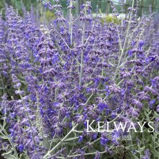 Salvia 'Blue Spire' (Pe) Salvia 'Blue Spire' (Pe)