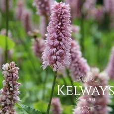 Bistorta officinalis 'Superba'