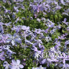 Phlox divaricata 'Clouds of Perfume' Phlox divaricata 'Clouds of Perfume'