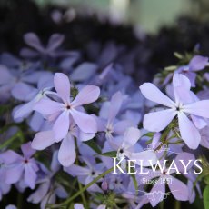 Phlox divaricata 'Clouds of Perfume' Phlox divaricata 'Clouds of Perfume'