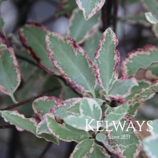 Pittosporum tenuifolium 'Elizabeth' (m/v)