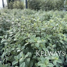 Pittosporum tenuifolium 'Silver Ball' (v)