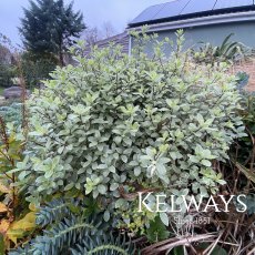 Pittosporum tenuifolium 'Silver Ball' (v)