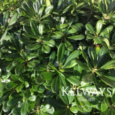 Pittosporum tobira 'Nanum' Pittosporum tobira 'Nanum'