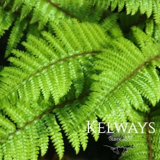 Polystichum polyblepharum Polystichum polyblepharum