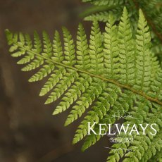 Polystichum setiferum Polystichum setiferum